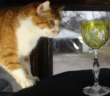 Gin-For's Odditiques
                    Dapper, cat