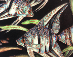 Karlsruhe plate with fish, glaze detail